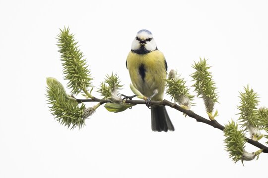 Blue tit (Parus caeruleus) sitting on a branch with green buds against a white background, Hesse, Germany
