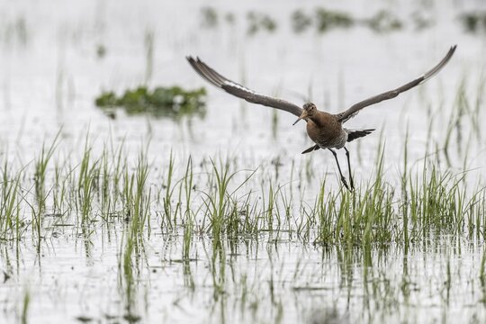 Black-tailed godwit (Limosa limosa), flying, Lower Saxony, Germany