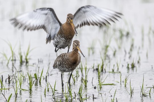 Black-tailed godwit (Limosa limosa), mating, Lower Saxony, Germany