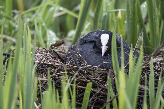 Common coot (Fulica atra) on the nest, Lower Saxony, Germany