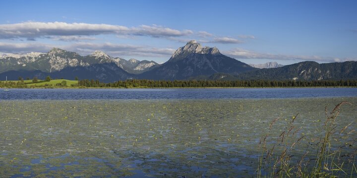 Lake Hopfensee with water lilies, (Nymphaea), behind it the S&auml;uling, 2047m, Ammergau Alps, East Allg&auml;u, Allg&auml;u, Swabia, Bavaria, Germany