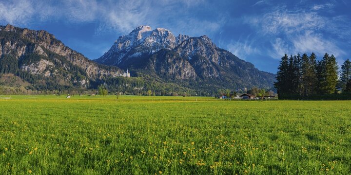 Dandelion (Taraxacum sect. Ruderalia) in spring, meadow near Hopfensee, behind it the S&auml;uling, 2057m, Ostallg&auml;u, Allg&auml;u, Bavaria, Germany