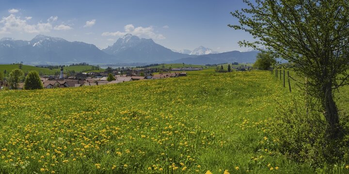 Common dandelion (Taraxacum sect. Ruderalia) in spring, meadow near Rieden am Forggensee, Ostallg&auml;u, Allg&auml;u, Bavaria, Germany
