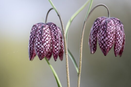 Snake's head fritillary (Fritillaria meleagris), Emsland, Lower Saxony, Germany