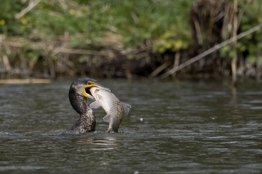 A great cormorant (Phalacrocorax carbo) with a large prey fish, river perch, in its beak, Hesse, Germany