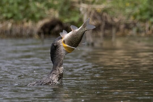 A great cormorant (Phalacrocorax carbo) devours a perch, Hesse, Germany