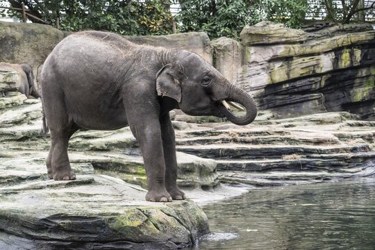 Asian elephant (Elephas maximus), Emmen Zoo, Netherlands