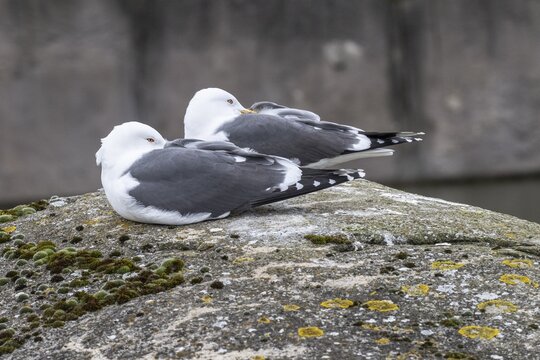 Herring Gulls (Larus fusca), Province of Drenthe, Netherlands