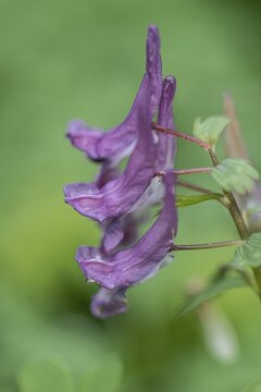 Corydalis solida (Corydalis bulbosa), Emsland, Lower Saxony, Germany