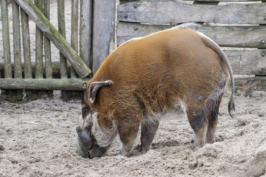 Red river hog (Potamochoerus porcus) Emmen Zoo, Netherlands