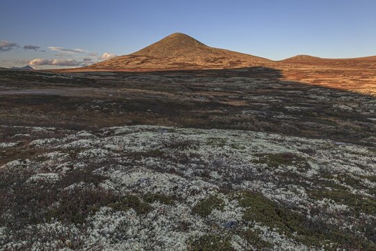 Autumnal tundra in front of a mountain in the evening light, Fjell, Rondane National Park, Norway