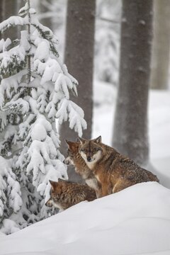 Gray wolves (Canis lupus), wolf pack, captive, winter, snow, forest, Bavarian Forest National Park, Bavaria, Germany