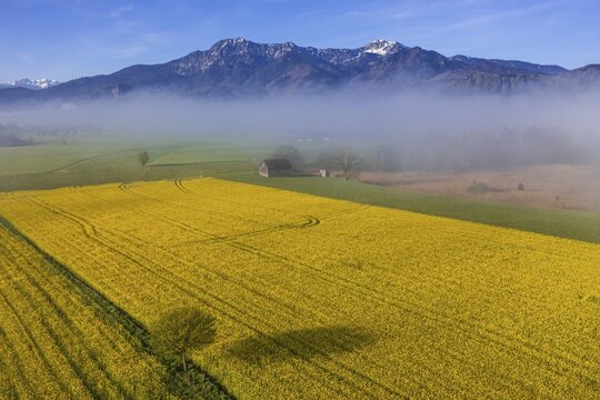 Aerial view of a rape field in front of mountains in spring, midday light, fog, view of Herzogstand and Heimgarten, Alpine foothills, Bavaria, Germany