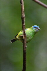 Green Honeycreeper on a branch
