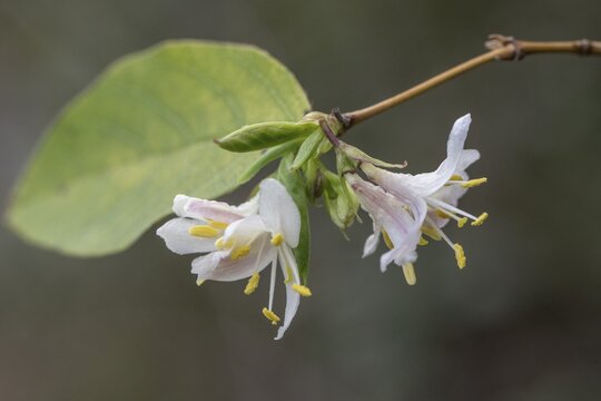 Red honeysuckle (Lonicera xylostemon), Emsland, Lower Saxony, Germany