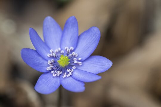Large blue hepatica (Hepatica transsylvanica), Emsland, Lower Saxony, Germany