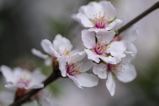 Cherry almond (Prunus tomentosa), Emsland, Lower Saxony, Germany