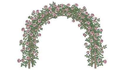 Elegant garden arch with climbing pink roses, isolated on a white background. A beautiful floral element for wedding or landscape design