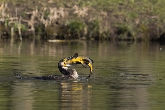 Cormorant in the water devouring a tench (Tinca tinca), Hesse, Germany