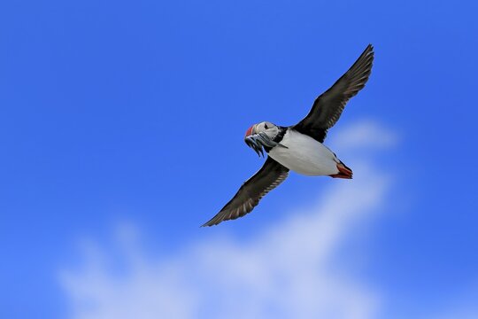 Puffin (Fratercula arctica), adult, flying, with sand eels, with food, Faroe Islands, England, Great Britain