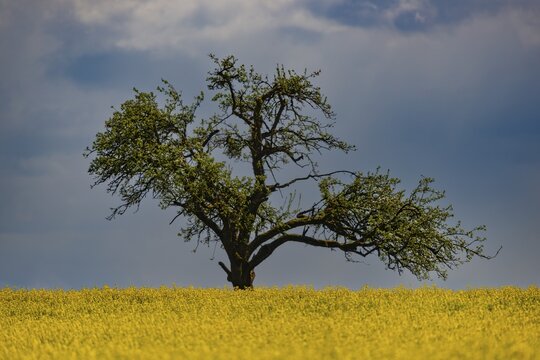 Flowering apple tree (Malus domestica), on the H&ouml;dinger Berg, H&ouml;dingen, Lake Constance district, Upper Swabia, Baden-W&uuml;rttemberg, Germany