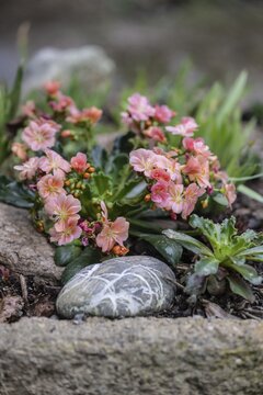 Bitterroot (Lewisia cotyledon), Emsland, Lower Saxony, Germany