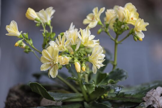 Bitterroot (Lewisia cotyledon), Emsland, Lower Saxony, Germany