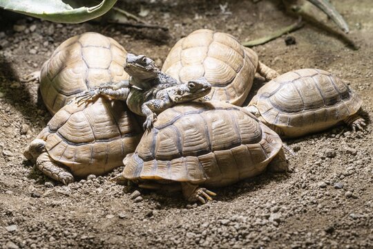 Egyptian tortoises (Testudo kleinmanni) and black hardun (Stellagama stello), Heidelberg Zoo, Baden-W&uuml;rttemberg, Germany