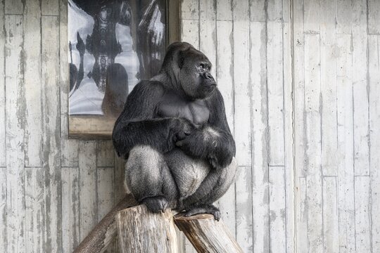 Lowland gorilla (Gorilla gorilla gorilla), Heidelberg Zoo, Baden-W&uuml;rttemberg, Germany