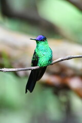 Obraz premium Violet-capped Woodnymph, hummingbird