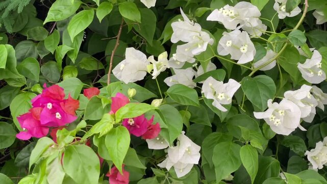 A vibrant tropical bougainvillea in full bloom, with bright pink and white papery bracts against a backdrop of lush green foliage. Perfect for summer garden arrangements and travel.