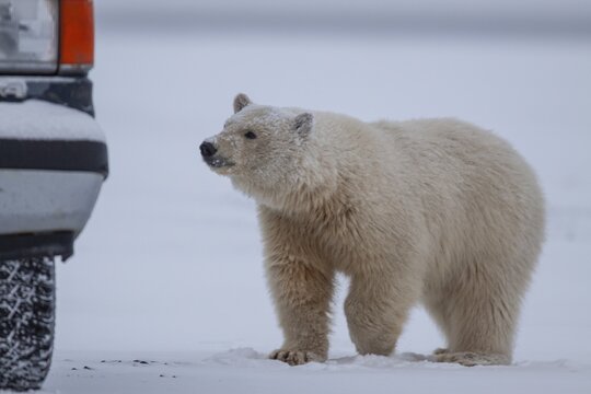 Polar bear (Ursus maritimus), approaching car, dangerous, Kaktovik, Arctic National Wildlife Refuge, Alaska, USA