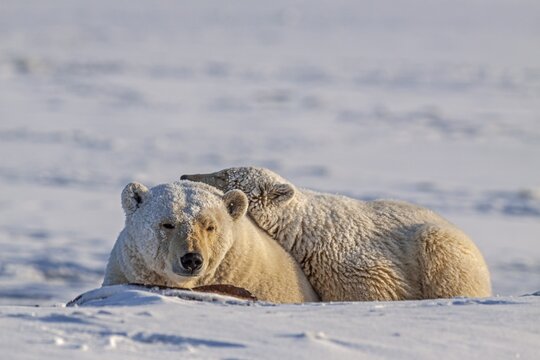 Polar bears (Ursus maritimus), polar bear mother and young sleeping in the snow, Kaktovik, Arctic National Wildlife Refuge, Alaska, USA