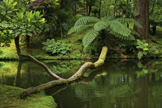 Tree trunk reflected in a still body of water surrounded by greenery, Terra Nostra Park, Furnas, Sao Miguel, Azores, Portugal