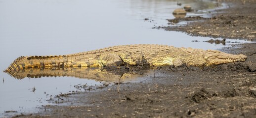 Nile crocodile (Crocodylus niloticus) sleeping on the bank, Sabie River, Kruger National Park, South Africa