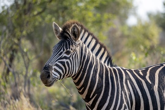 Plains zebra (Equus quagga) eating grass, animal portrait, Kruger National Park, South Africa