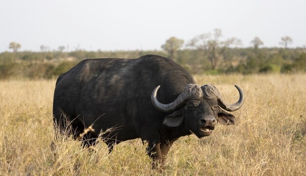 African buffalo (Syncerus caffer caffer) standing in dry grass, bull, African savannah, Kruger National Park, South Africa