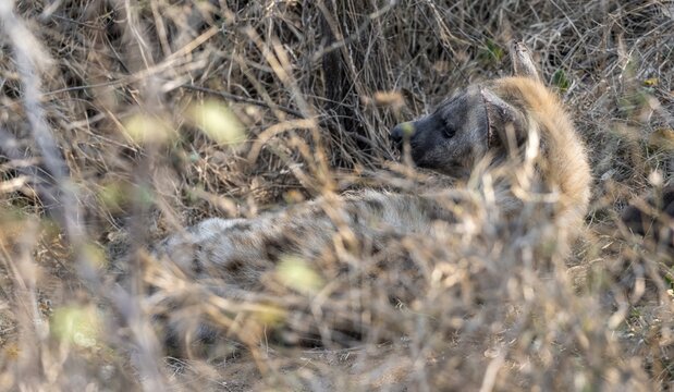 Spotted hyena (Crocuta crocuta), adult female lying in dry grass, Kruger National Park, South Africa