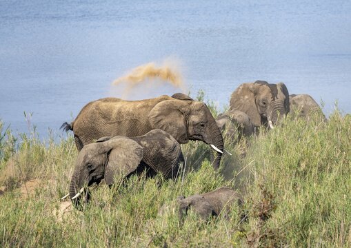 African elephants (Loxodonta africana), on the banks of the Sabie River, taking a dust bath, Kruger National Park, South Africa