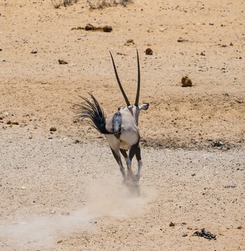 Gemsbok (Oryx gazella) running away with a cloud of dust, from behind, in dry savannah with orange-coloured sand, Etosha National Park, Namibia