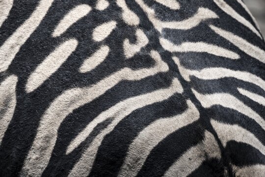 Detail, coat of a plains zebra (Equus quagga) on the back, pattern, Etosha National Park, Namibia