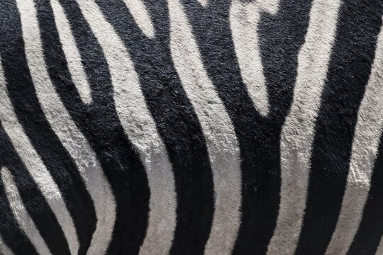 Detail, coat of a plains zebra (Equus quagga) on the belly, pattern, Etosha National Park, Namibia