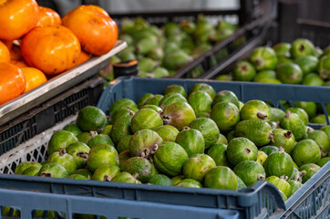 Fresh organic ripe feijoa fruit. Farmers' market with fresh fruits and vegetables. Colorful display of seasonal produce for retail sale. Fruits and vegetables at the market.