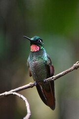 Obraz premium Brazilian Ruby, hummingbird