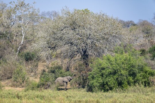 African elephant (Loxodonta africana), eating leaves on a tree, in a green landscape with trees, Kruger National Park, South Africa