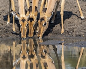 Three impalas (Aepyceros melampus) drinking at a natural waterhole, females, heads close together, Black Heeler Antelope, Kruger National Park, South Africa