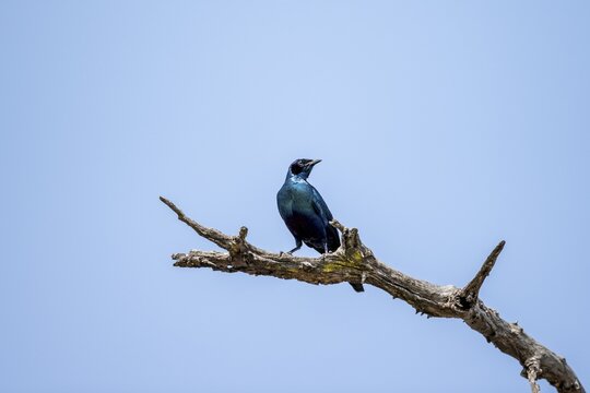 Burchell's starling (Lamprotornis australis), sitting on a branch against a blue sky, Kruger National Park, South Africa