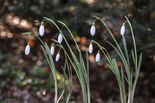 Snowdrop (Galanthus nivalis), Emsland, Lower Saxony, Germany