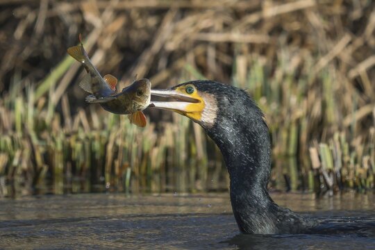 Great cormorant (Phalacrocorax carbo) with preyed river european perch (Perca fluviatilis), Hesse, Germany