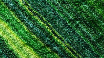 細かい粒子で構成された、緑の縞模様